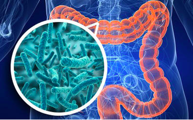 microbiote-intestinal-1