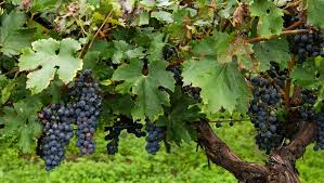 vignes